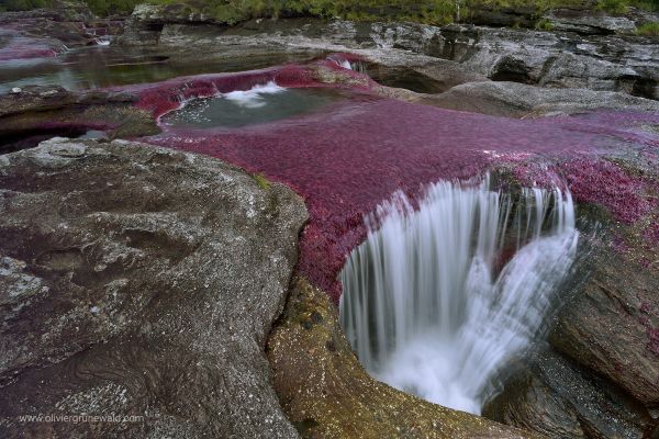 Les eaux de la rivière dévalent de cuvette en cuvette dont le fond est tapissé de Macarenia clavigera, plante aquatique de la famille des podostémacées. 