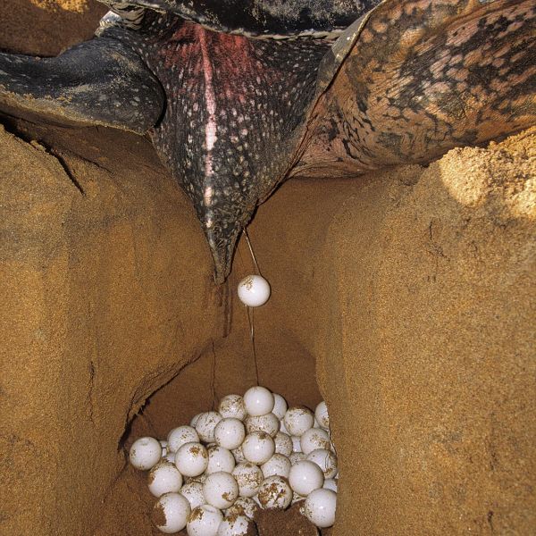 Après avoir choisi son aire de ponte, puis creusé un nid de 80 centimètres de profondeur, la femelle dépose une centaine d’œufs.