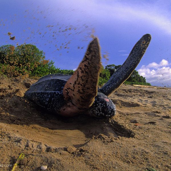 With a length of almost 2 meters and a wingspan of 3 meters, the leatherback is the most massive of all sea turtles.