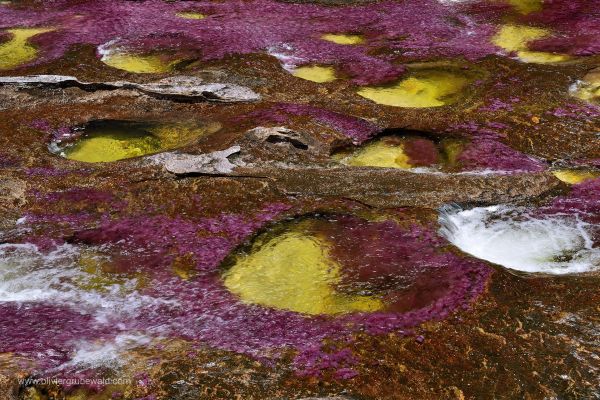 Cano Cristales, la rivière aux 5 couleurs C’est à la fin de la saison des pluies que la rivière se métamorphose et que se produit le festival des couleurs.