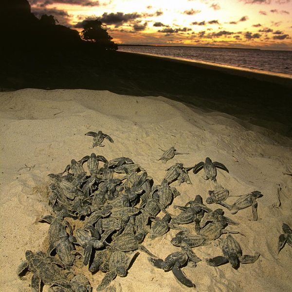 Leatherback hatchlings emerge during the night, preferably to avoid the intense heat of the day and predators.