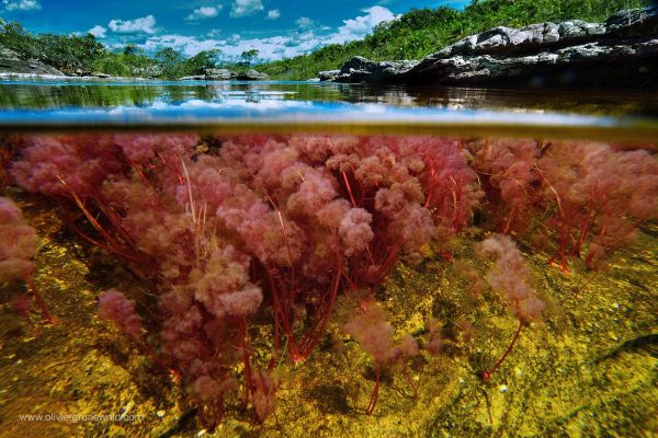 Macarenia clavigera se plie aux assauts continus de l’eau. La colonisation de la rivière commence en juillet jusqu’au mois d’octobre,  quand le niveau de l’eau est suffisement bas.