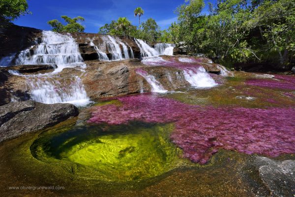 In the heart of Colombia, an aquatic plant transforms the crystal-clear waters of the Caño Cristales river into a symphony of colors.