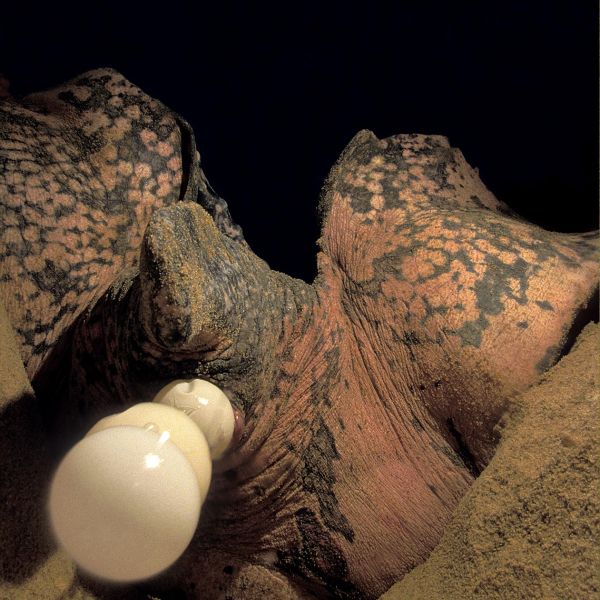 A camera set up in a glass-covered pan at the bottom of a nest captures the egg-laying process.