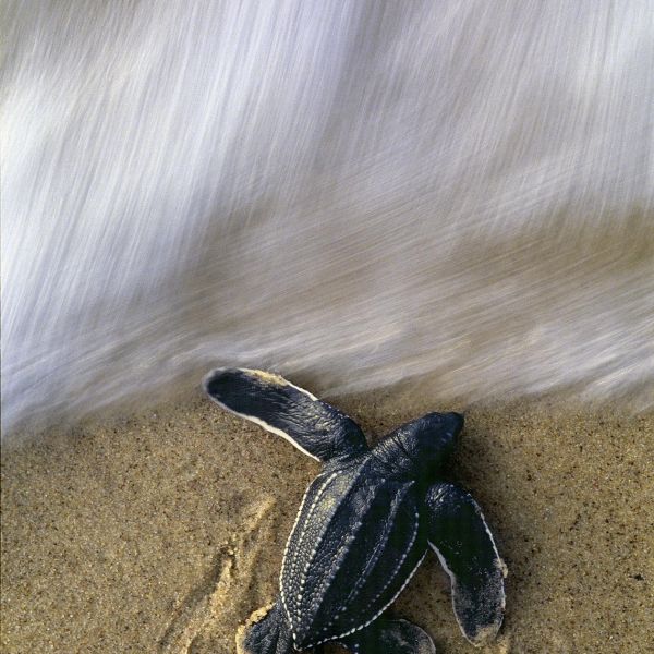 Guidée par la lumière et la brillance de l’eau, une petite tortue luth traverse la plage pour se jeter dans l’océan. A l’âge adulte, elle reviendra peut-être pondre sur son lieu de naissance.